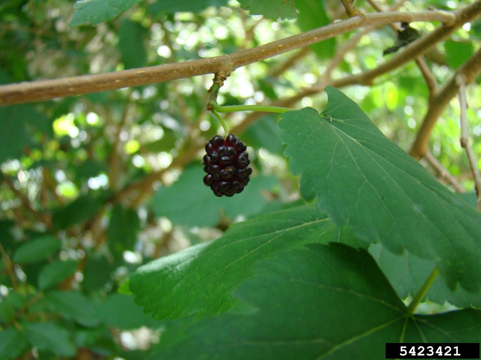 Mulberry tree discount maryland